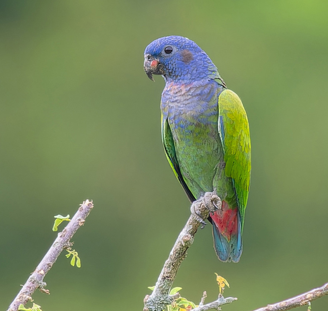 image Blue-headed Parrot